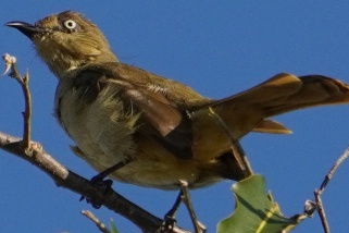 Eurillas gracilis - Zwergbülbül